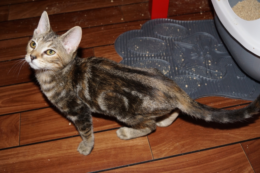 Helco, Hyan, Hiami, Heric et Horatio DSC00833