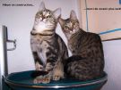 100 5497 - copie