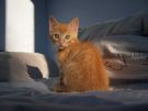 100 5678 - copie