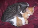 100 5795 - copie