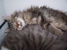 100 5955 - copie